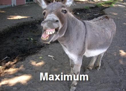 maximumjackass-donkey-grinning-ass-goofy-animal.jpg