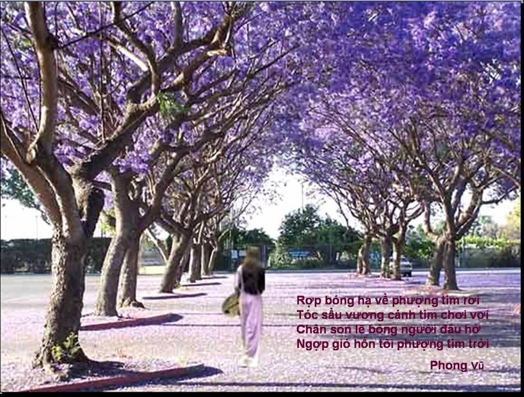 Phương Tím
