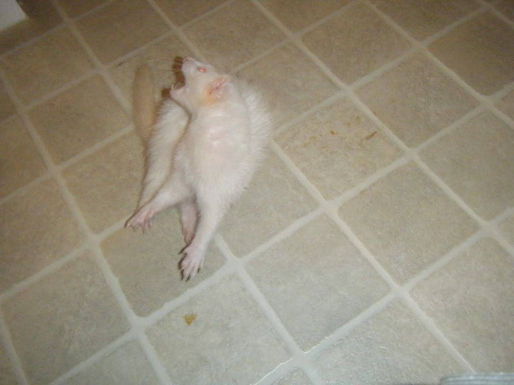 Ferrets025.jpg image by Stivsferretbuizzness