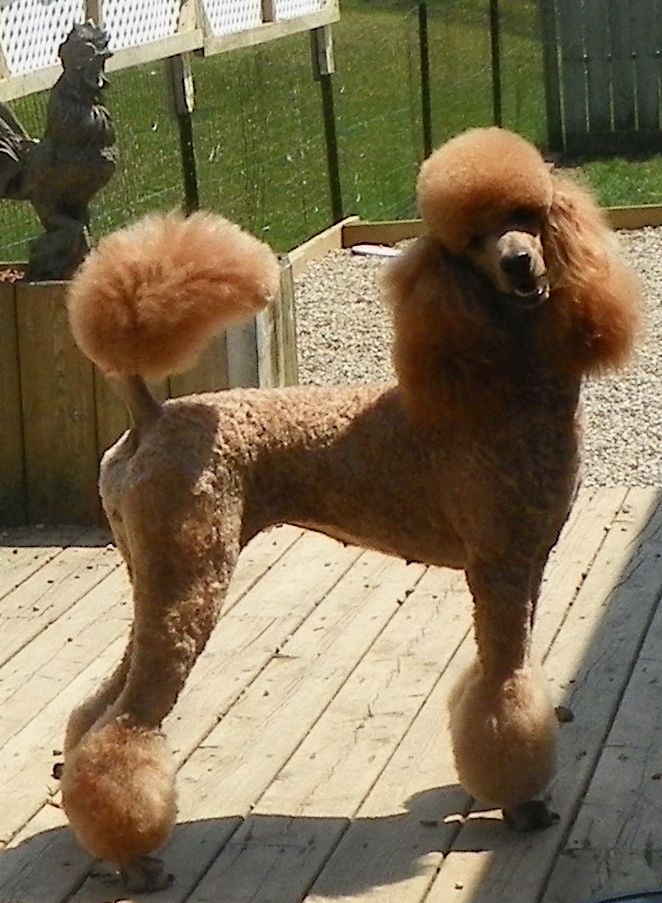 Docking a standard poodle tail Dog life photo