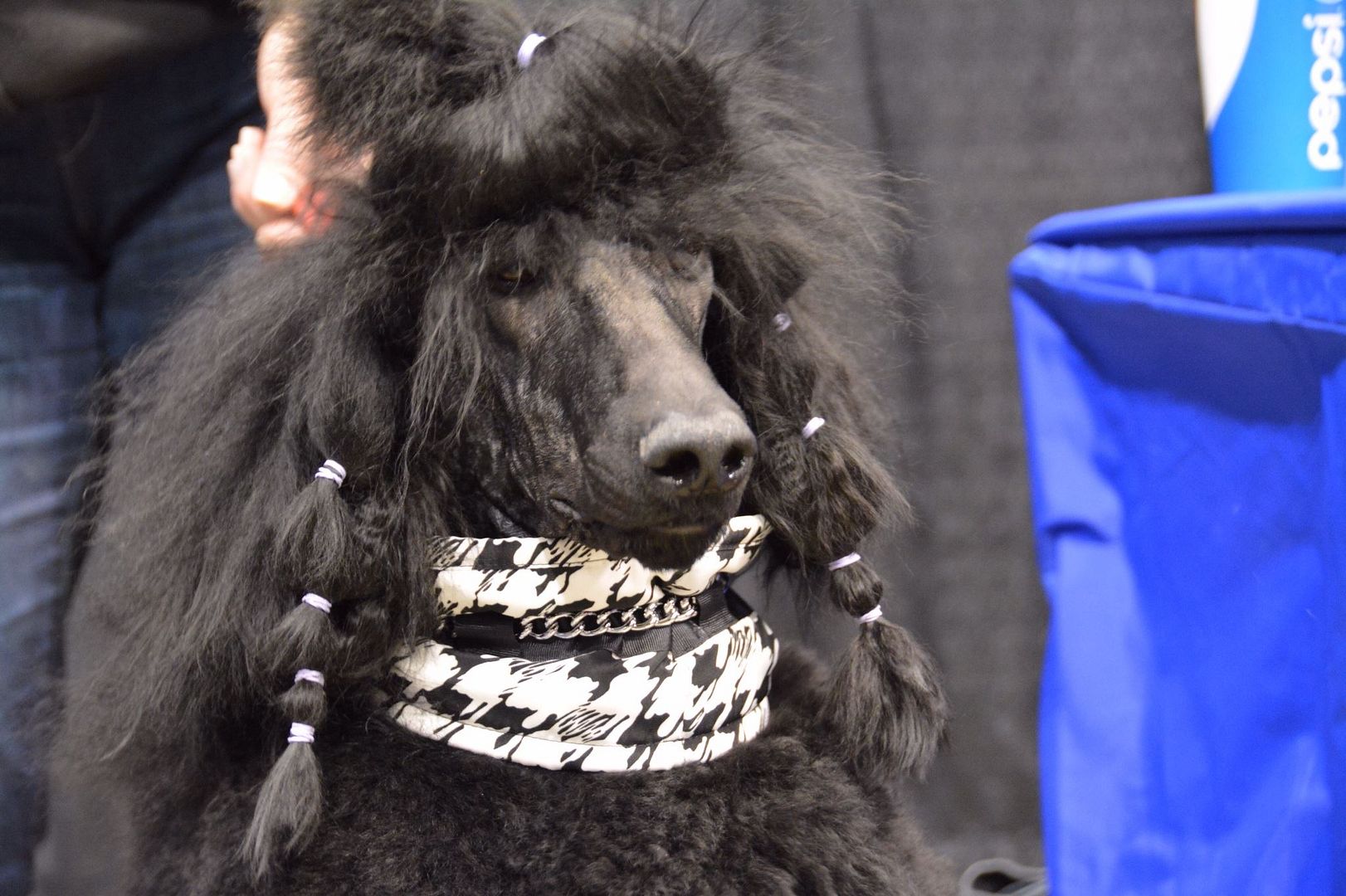 Jameson at PCA (Poodle Club of America) Soooo proud of him! Poodle