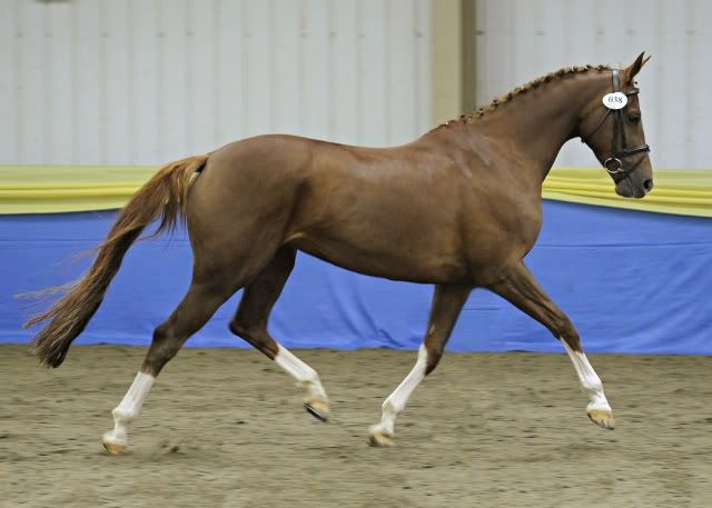 © Holme Trakehners