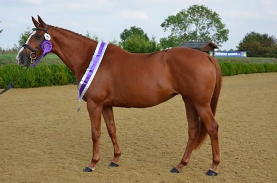 © Holme Trakehners