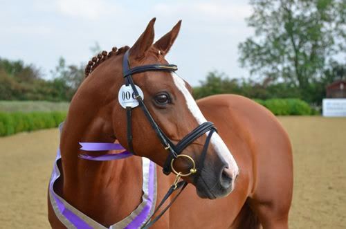 © Holme Trakehners
