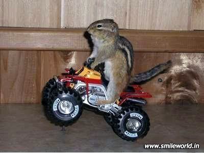 funny-pictures-motorcycle-squirrel.jpg