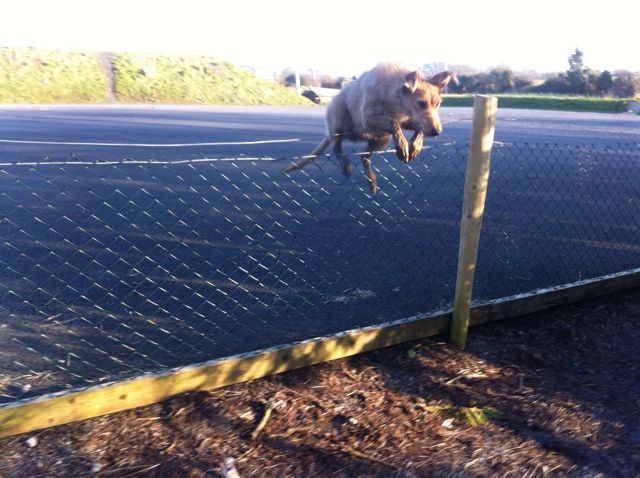 96A29BC4-171A-46FF-A46C-56D7C80FA4E0-163