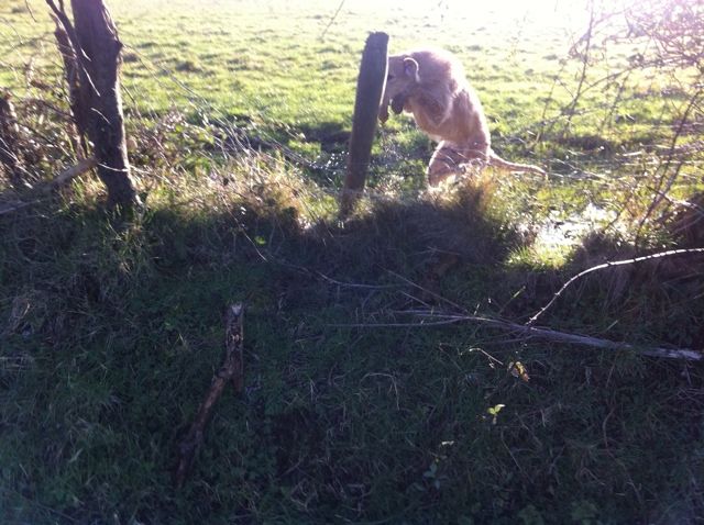 E390672C-8555-4DE3-B050-4A7866D082B2-163