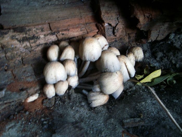 mushrooms