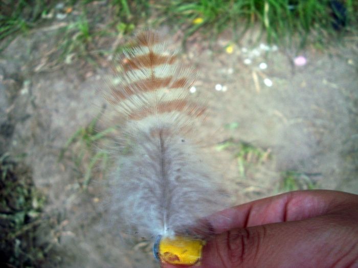 feather