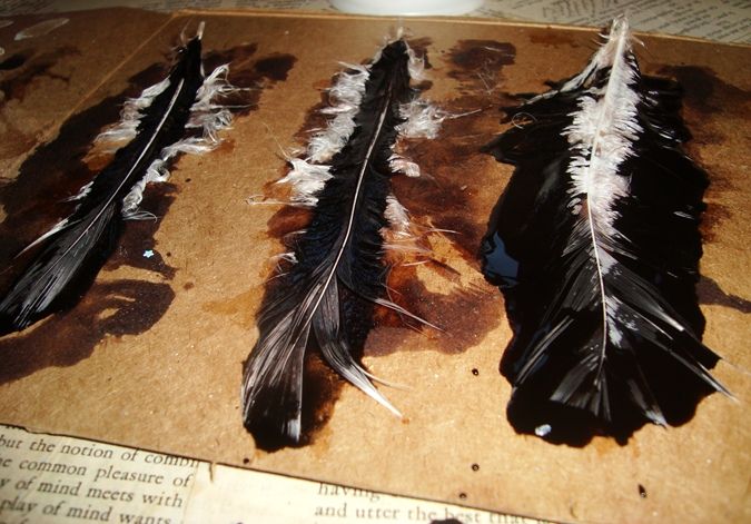 dyed feathers