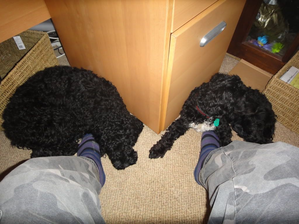 cockapoo slippers