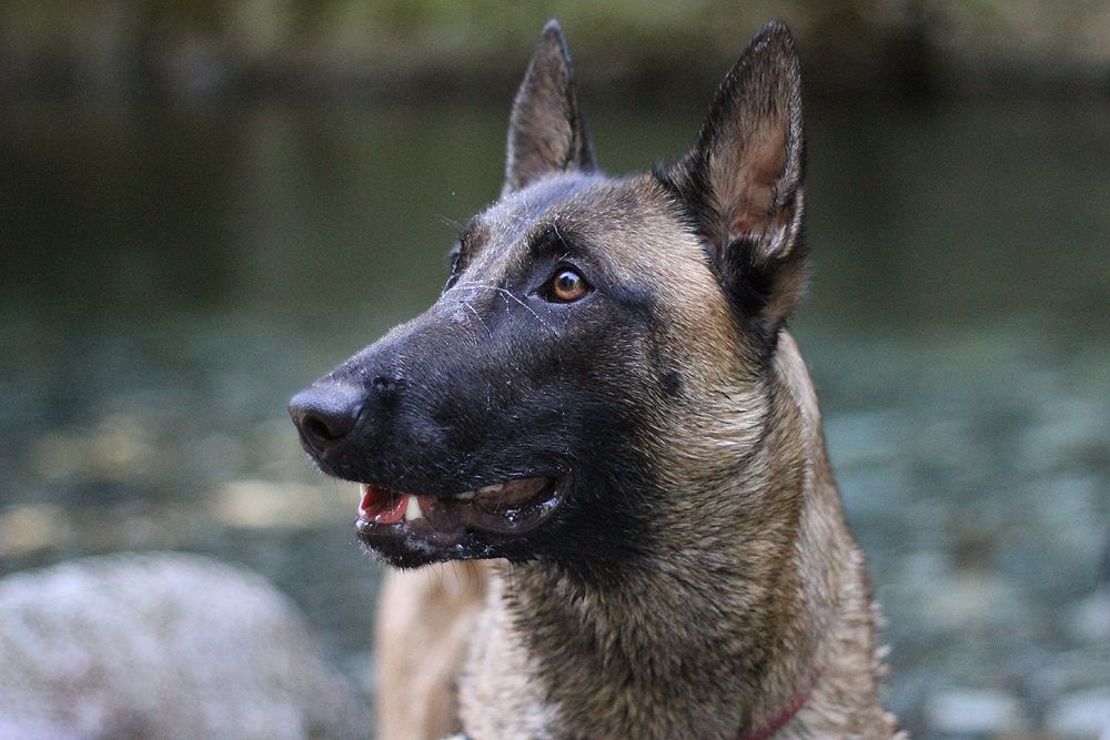 IMAGE: http://i1135.photobucket.com/albums/m640/omahapied/mal1_zpsdcd3a574.jpg