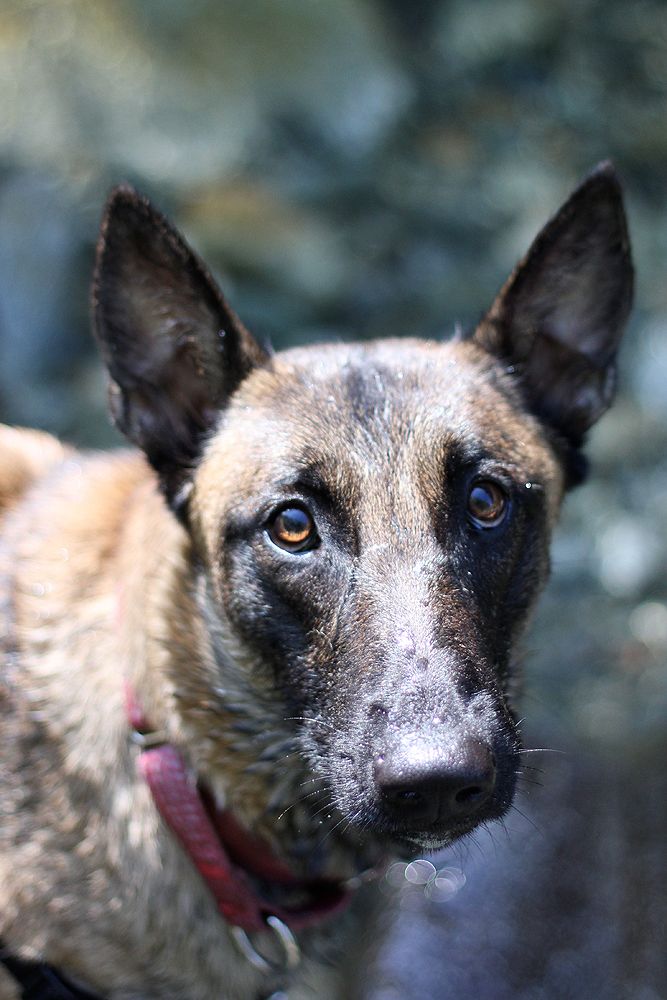 IMAGE: http://i1135.photobucket.com/albums/m640/omahapied/mal2_zps19e4aabe.jpg