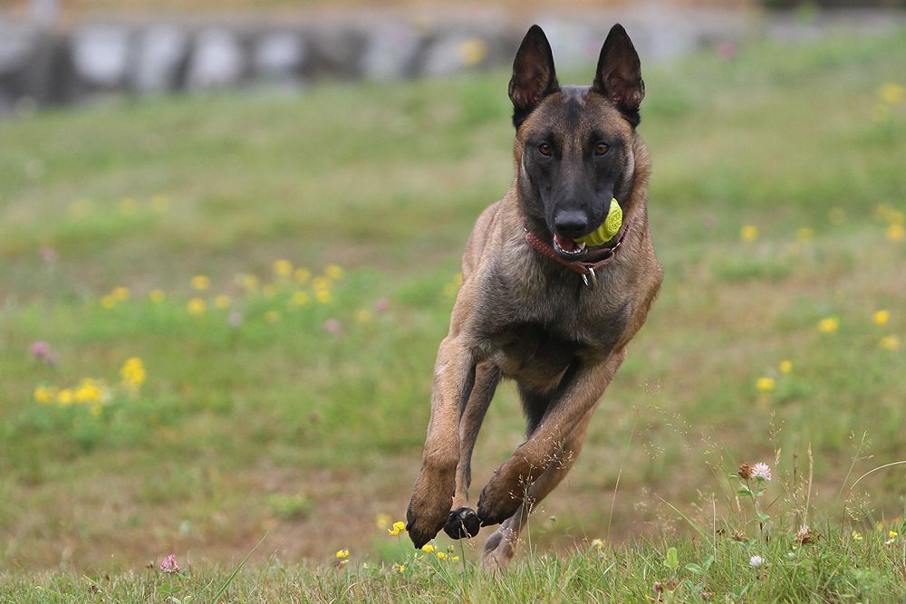 IMAGE: http://i1135.photobucket.com/albums/m640/omahapied/mal5_zpsaada8764.jpg