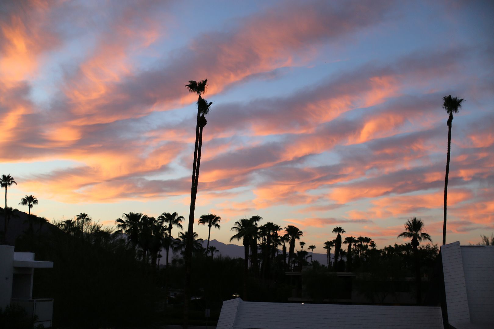  photo pink palm springs_zpsijpyhgkr.jpg