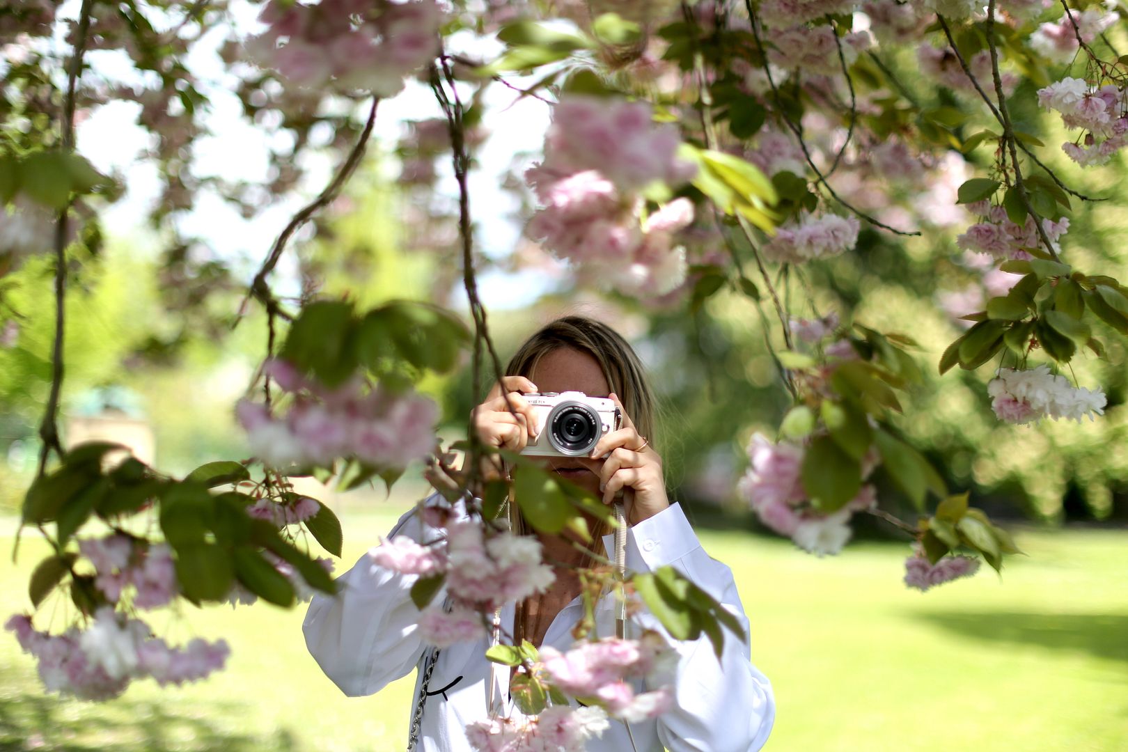  photo cherry blossoms 12_zpsiy7uimld.jpg