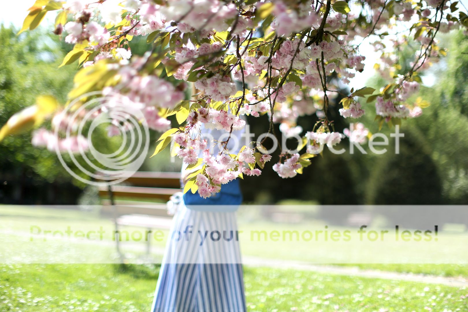  photo cherry blossoms 5_zps3qtiysr3.jpg
