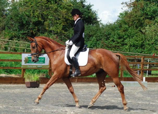© Holme Trakehners
